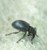 Apioninae inconnu